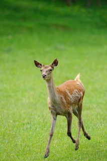 Fawn running across a lush meadow, surrounded by lively greenery and a natural atmosphere, red deer