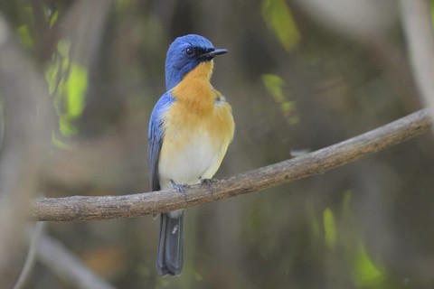 Tickell's Blue Flycatcher (Cyornis tickelliae) male, India