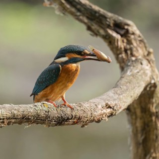 Kingfisher (Alcedo atthis) sitting on a branch, perch, with captured prey tadpole in its beak,