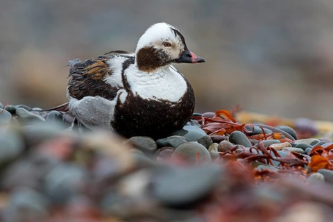 Ferruginous Duck, (Clangula hyemalis), animals, birds, ducks, duck birds, Varanger, Finnmark,