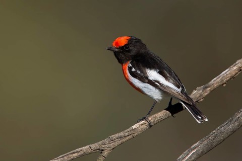 Red-capped Robin (Petroica goodenovii) male, Victoria, Australia