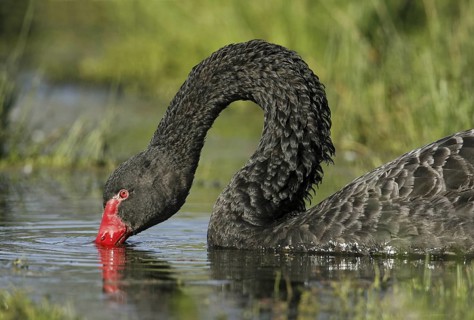 Black Swan (Cygnus atratus), Victoria, Australia