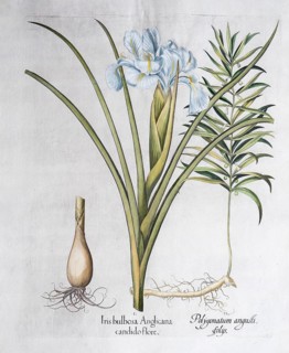 English iris (Iris Xiphioides), Polygonatum verticillatum (Polygonatum verticillatum),