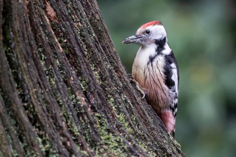Middle Spotted Woodpecker (Leiopicus medius), Emsland, Lower Saxony, Germany
