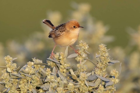 Golden-headed Cisticola (Cisticola exilis), Victoria, Australia