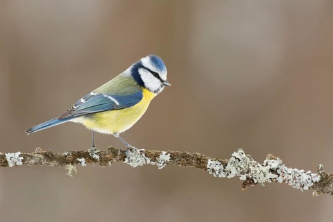 Eurasian Blue Tit (Cyanistes caeruleus) perched on lichen branch, Grisons, Switzerland
