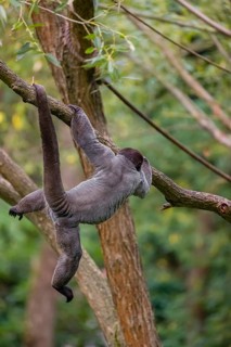 A common woolly monkey, brown woolly monkey, or Humboldt's woolly monkey (3) (Lagothrix