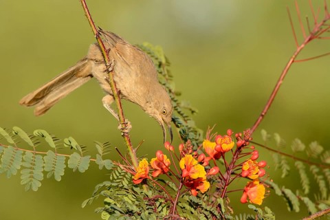 Curve-billed Thrasher (Toxostoma curvirostre), Arizona, USA