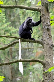 White-bearded snub-nosed monkey (Colobus polykomos), adult, sitting, on tree, foraging, alert