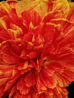 Red flower of a tulip (Tulipa) with splendid and dense petals in close-up, Siegen