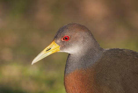 Grey-necked Wood Rail (Aramides cajaneus), Buenos Aires, Argentina
