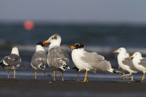Pallas's Gull (Ichthyaetus ichthyaetus), Oman