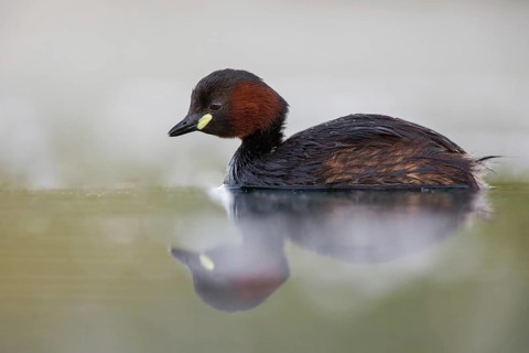 Little Grebe (Tachybaptus ruficollis), Poland
