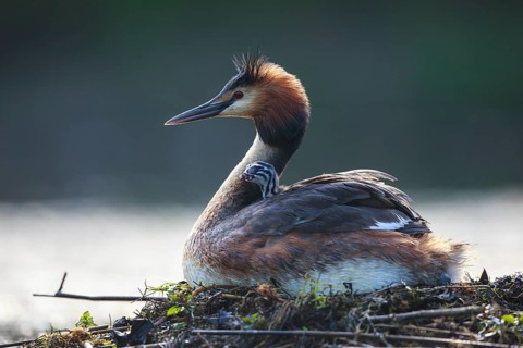 Great Crested Grebe (Podiceps cristatus) with chick on nest, North Rhine-Westphalia, Germany