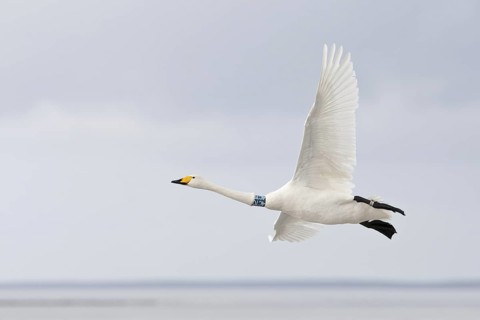 Whooper Swan (Cygnus cygnus) flying, Mecklenburg-Western Pomerania, Germany