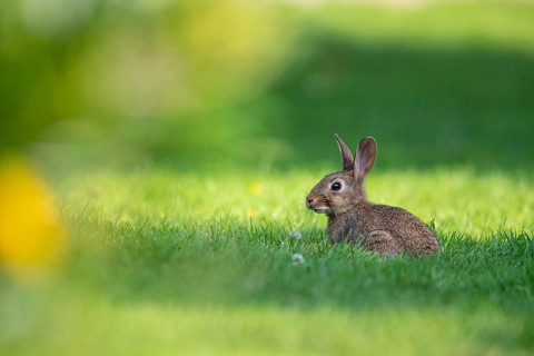 Wild rabbit (Oryctolagus cuniculus), Stapelfeld, Cloppenburg, Lower Saxony, Germany