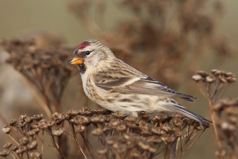 Common Redpoll (Acanthis flammea), Schleswig-Holstein, Germany