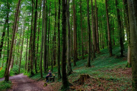 Hikers on a bench in the forest, forest trails on Schellenberg, Bergen, Chiemgau, Upper Bavaria,