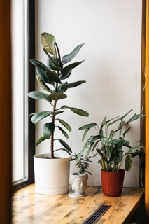 Indoor houseplants arranged on a wooden windowsill, including a tall rubber plant in a white pot, a