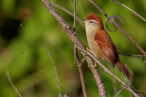 Rusty-backed Spinetail (Cranioleuca vulpina) in the Pantanal region of Brazil