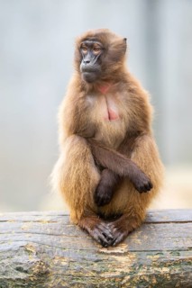 Gelada (Theropithecus gelada) sitting on a tree trunk, captive, Germany