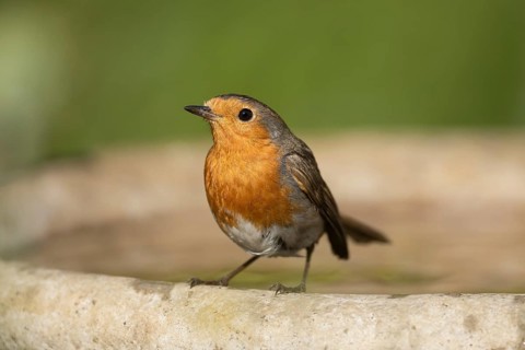 European robin (Erithacus rubecula) adult bird on a garden bird bath, Suffolk, England, United