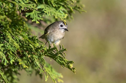 Goldcrest (Regulus regulus), Mecklenburg-Western Pomerania, Germany