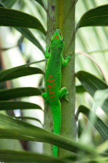 Madagascar giant day gecko (Phelsuma grandis) in the garden of the colonial house Chateau de