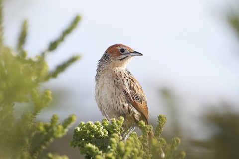 Africa, South Africa, Great Karoo