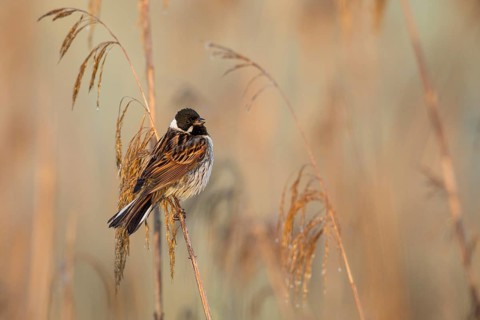 Common Reed Bunting (Emberiza schoeniclus) male in reedbed, Poland