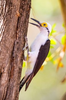 White woodpecker (Melanerpes candidus) Pantanal Brazil