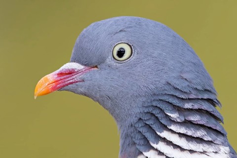 Wood pigeon, animals, birds, pigeon, pigeon family, (Columba palumbus), Pigeon ramier,