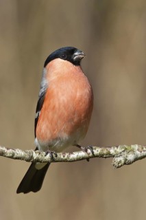 Eurasian Bullfinch (Pyrrhula pyrrhula) male, Schleswig-Holstein, Germany