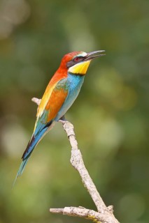 European bee-eater (Merops apiaster) sitting on a branch, Lake Neusiedl, Burgenland, Austria