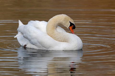 Mute Swan (Cygnus olor), Baden-Wuerttemberg, Germany