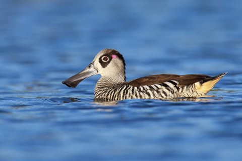 Pink-eared Duck (Malacorhynchus membranaceus)