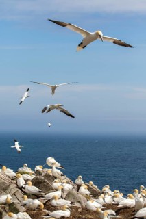 Northern Gannet (Morus bassanus) colony, Saltee Islands, Ireland