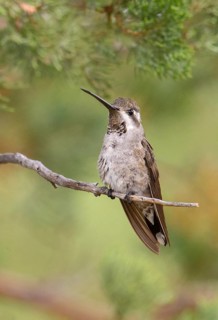 Plain-capped Starthroat (Heliomaster constantii) perched on a branch, Arizona, USA