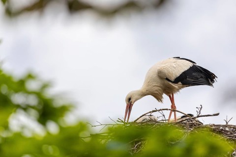 White stork (Ciconia ciconia) tending the eyrie, birds, Affenberg Salem, Linzgau,