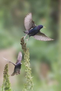 Common Starling (Sturnus vulgaris) flying, Bulgaria
