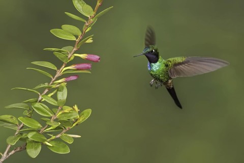 Purple-throated Sunangel (Heliangelus viola), Ecuador
