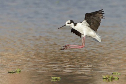 White-backed Stilt (Himantopus melanurus) in flight in Bolivia, South America