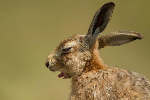 European brown hare (Lepus europaeus) adult sleepy animal yawning, Suffolk, England, United Kingdom
