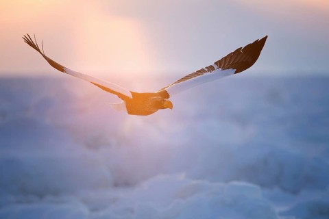 Steller's Sea Eagle (Haliaeetus pelagicus) flying, Hokkaido, Japan