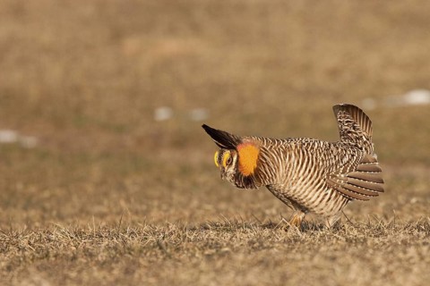 Greater Prairie Chicken (Tympanuchus cupido) male displaying, Wisconsin, USA