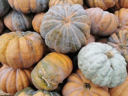 Various pumpkins (cucurbita) stacked in shades of grey and orange, Brandenburg