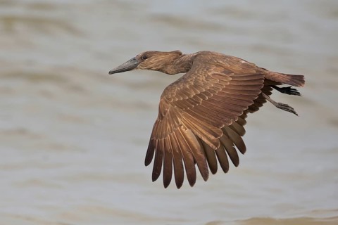 Hamerkop (Scopus umbretta) flying over water, Semuliki National Park, Uganda