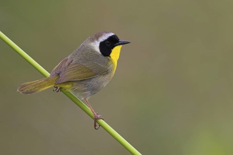 Common Yellowthroat (Geothlypis trichas), Texas, USA