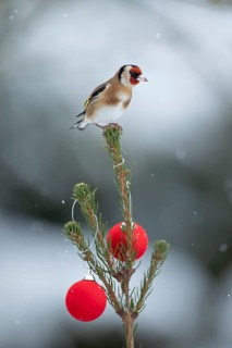 European goldfinch (Carduelis carduelis) adult garden bird on a snow covered Christmas spruce tree