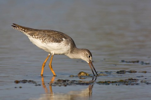 Common Redshank (Tringa totanus) foraging, Oman